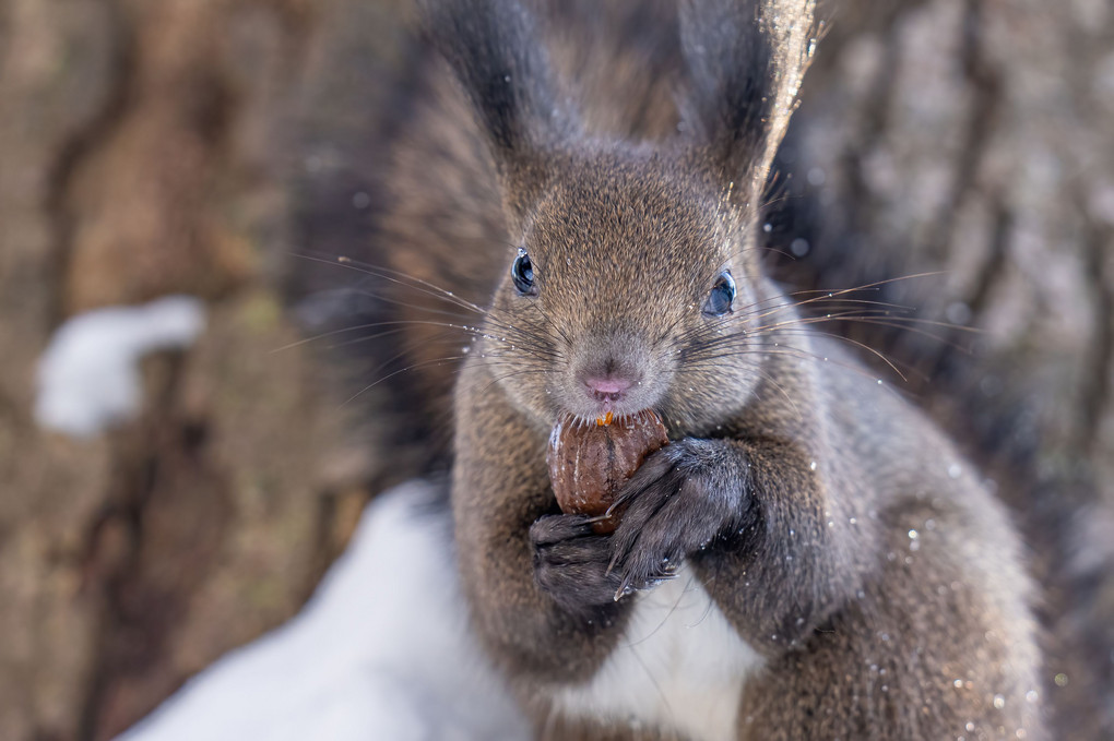 北海道のかわいい動物たち エゾリス 雪が降ったゾー Satokenさん Acafe Aの写真投稿サイト ソニー 北海道のかわいい動物たち エゾリス 雪が降ったゾー Satokenさん Acafe Aの写真投稿サイト ソニー
