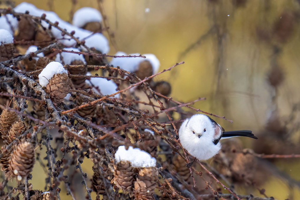 北海道のかわいい動物たち シマエナガ 雪ん子バード Satokenさん Acafe Aの写真投稿サイト ソニー 北海道のかわいい動物たち シマエナガ 雪ん子バード Satokenさん Acafe Aの写真投稿サイト ソニー