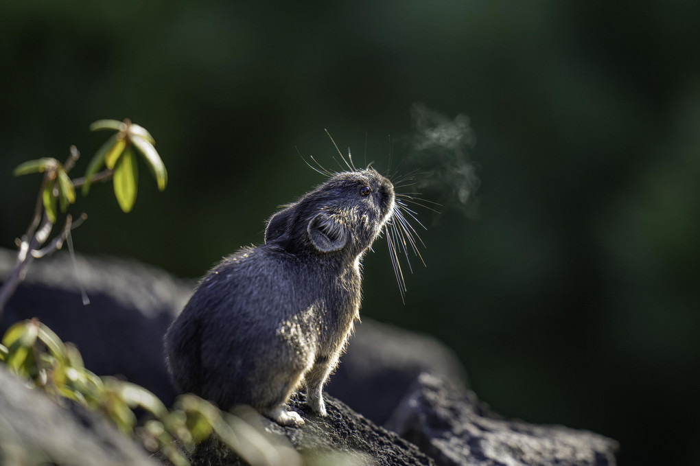 北海道のかわいい動物たち エゾナキウサギ 冬が来るぞ Satokenさん Acafe Aの写真投稿サイト ソニー 北海道のかわいい動物たち エゾナキウサギ 冬が来るぞ Satokenさん Acafe Aの写真投稿サイト ソニー