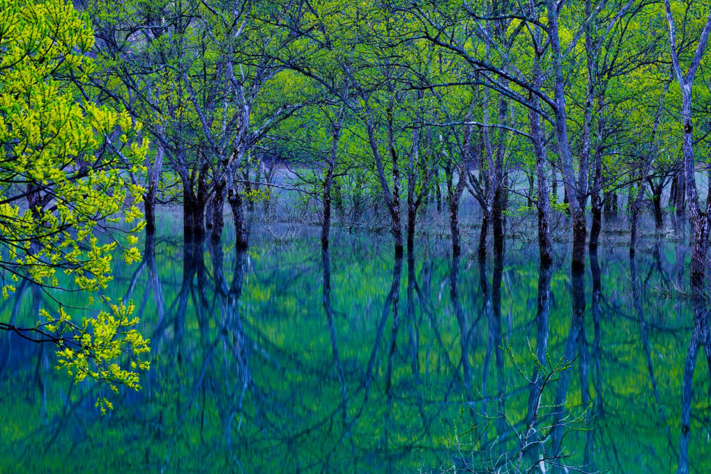 幻想の水没林