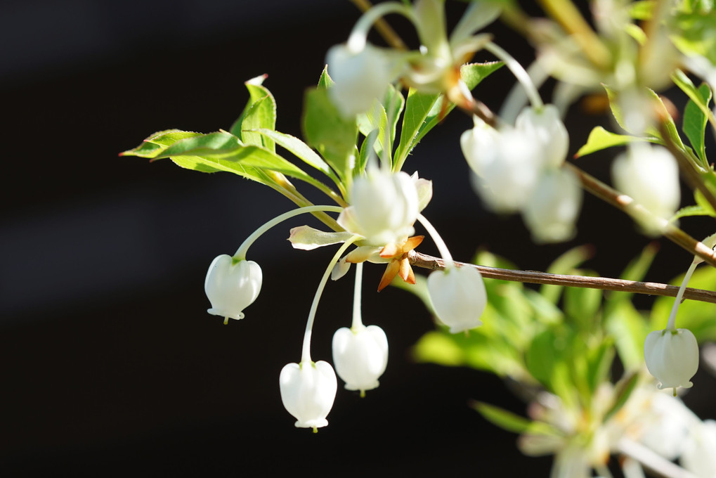 新緑の白い花