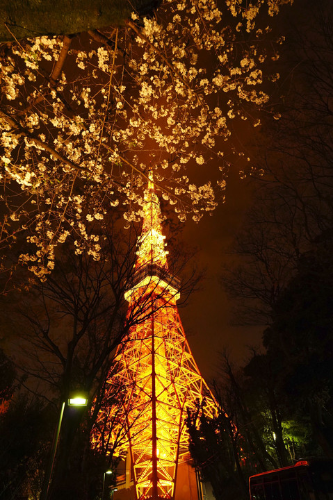 東京タワーと夜桜！