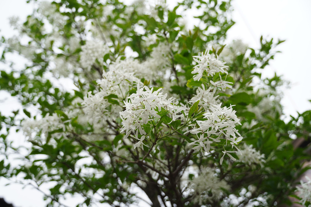 純白で細長い「ナンジャモンジャ」の花！