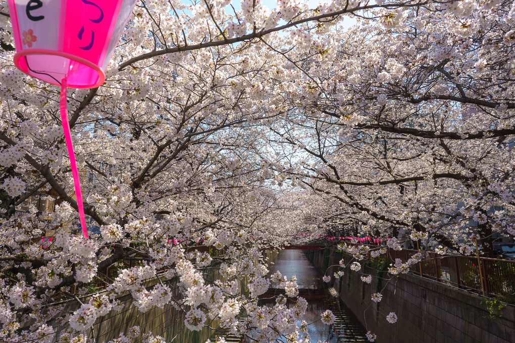 桜の目黒川