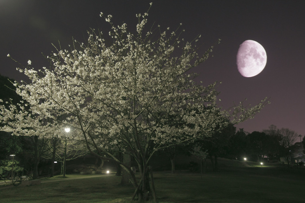 夜桜に半月を添えて