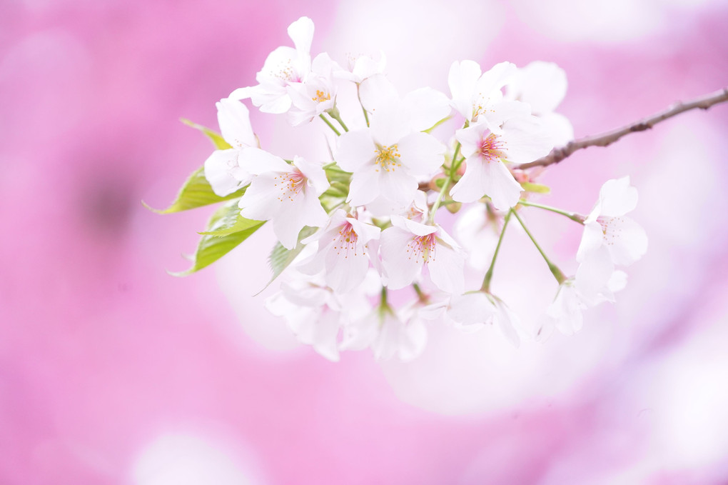 春の桜色！