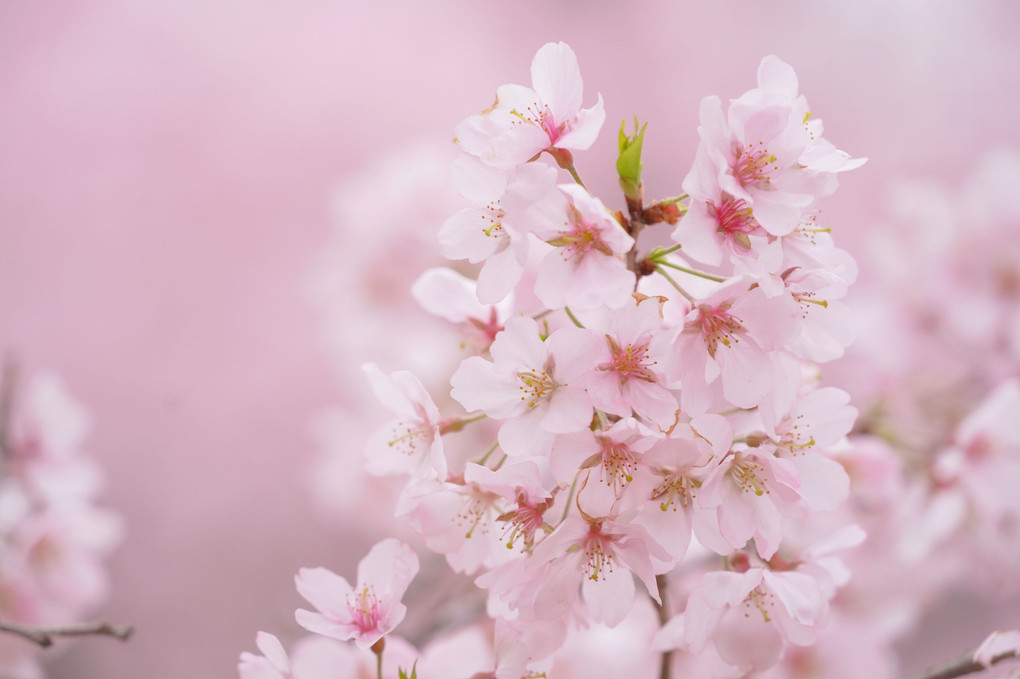 春の桜色！