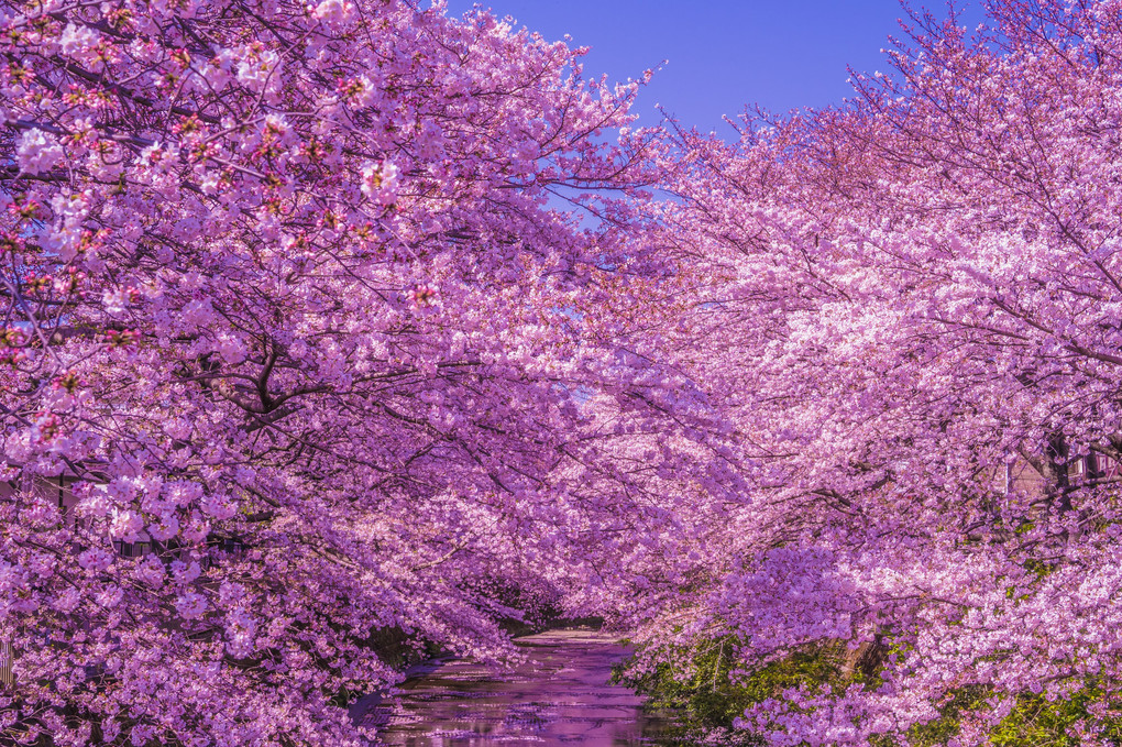 満開の桜色！　青空の下で！
