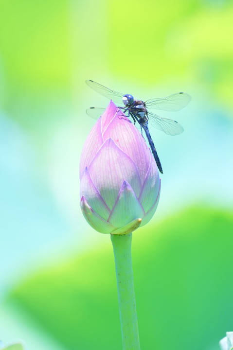 初夏の花を楽しむ！＠上野　不忍池にて
