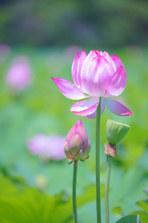 初夏の花を楽しむ！＠上野　不忍池にて