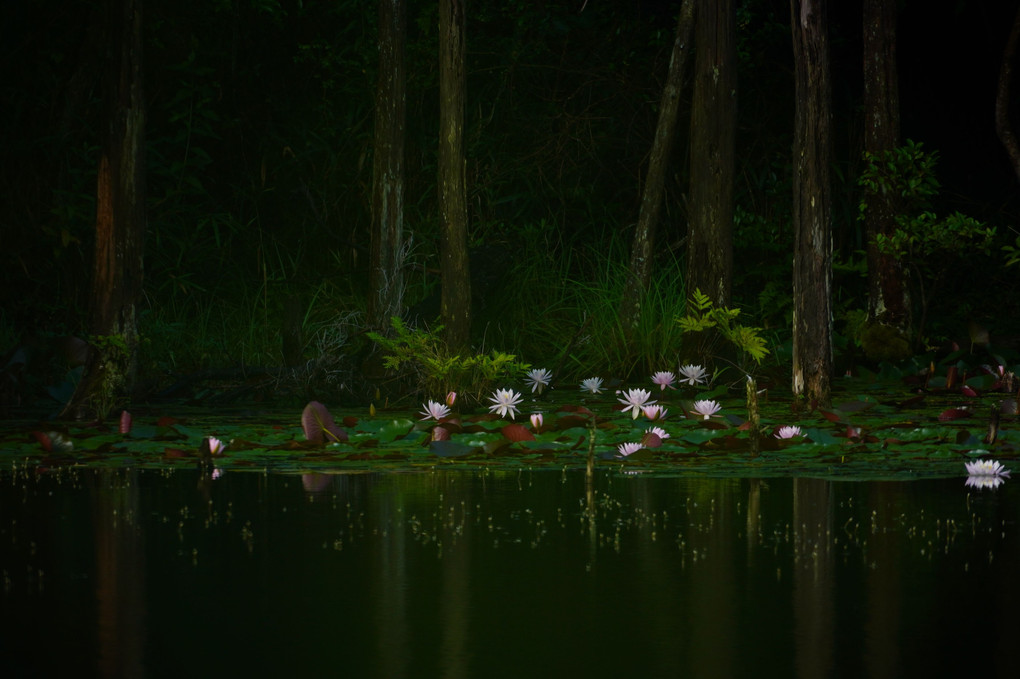 不思議の森の睡蓮の池