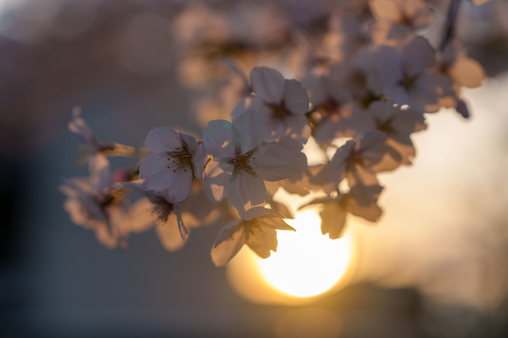 桜と夕陽