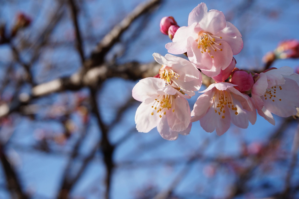 ご近所写真　桜