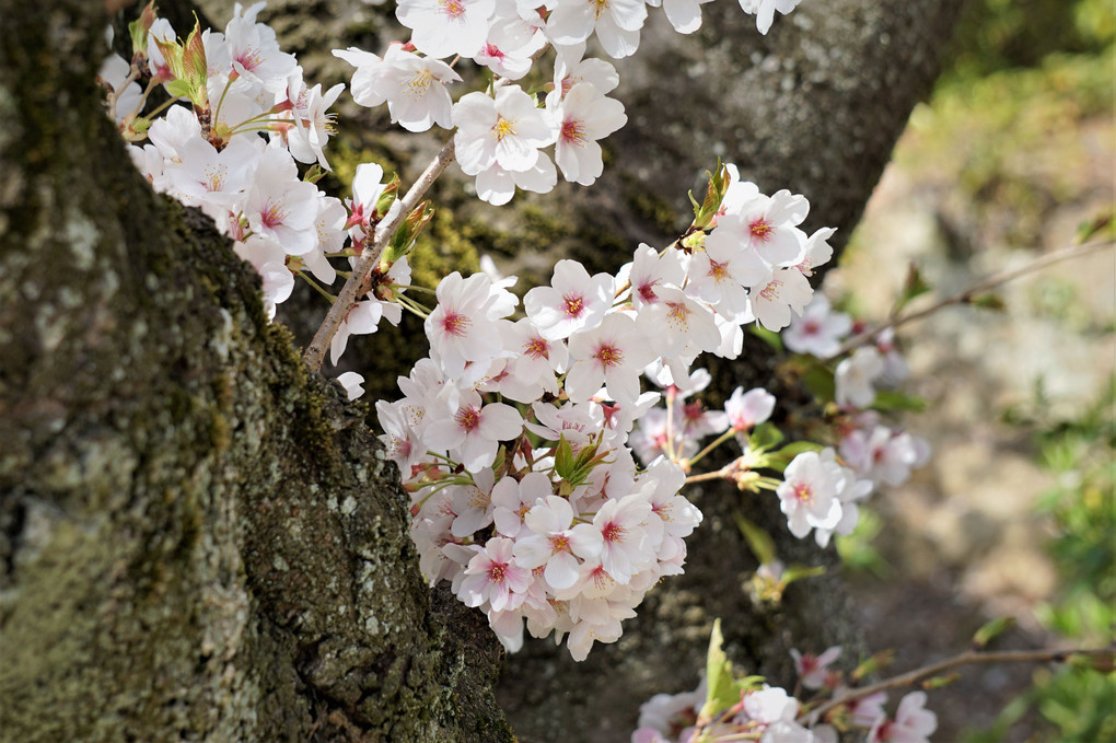 大倉公園の桜