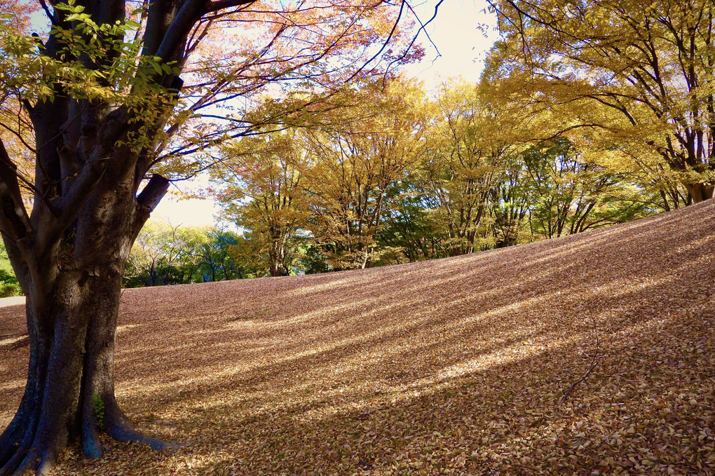 落ち葉の丘