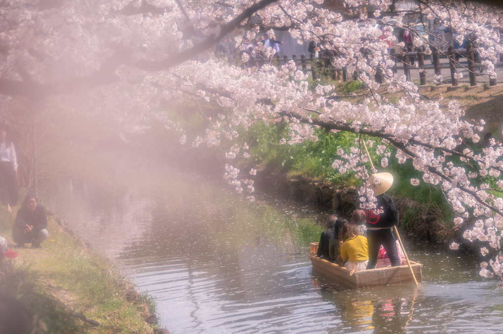 日本の春🌸