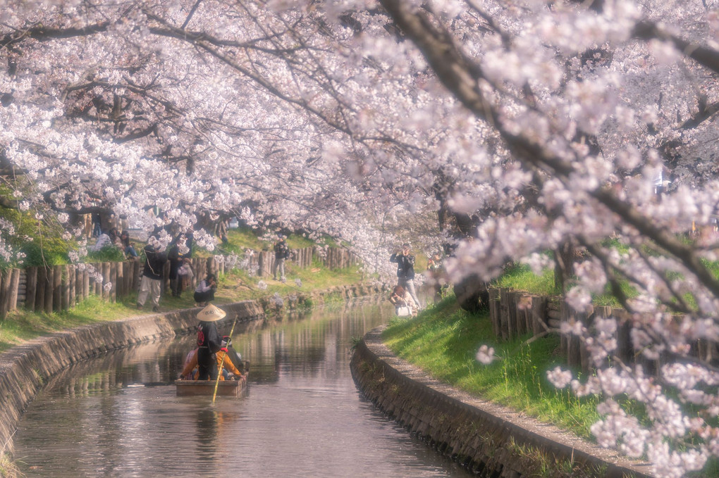 日本の春🌸