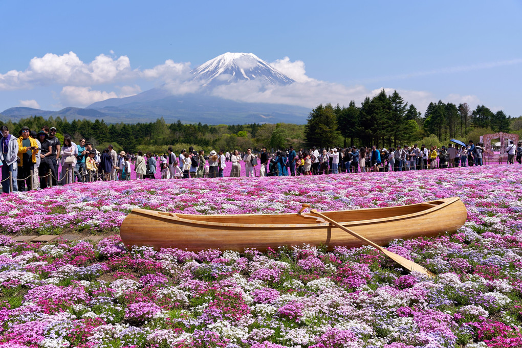 ピンクの絨毯と富士山