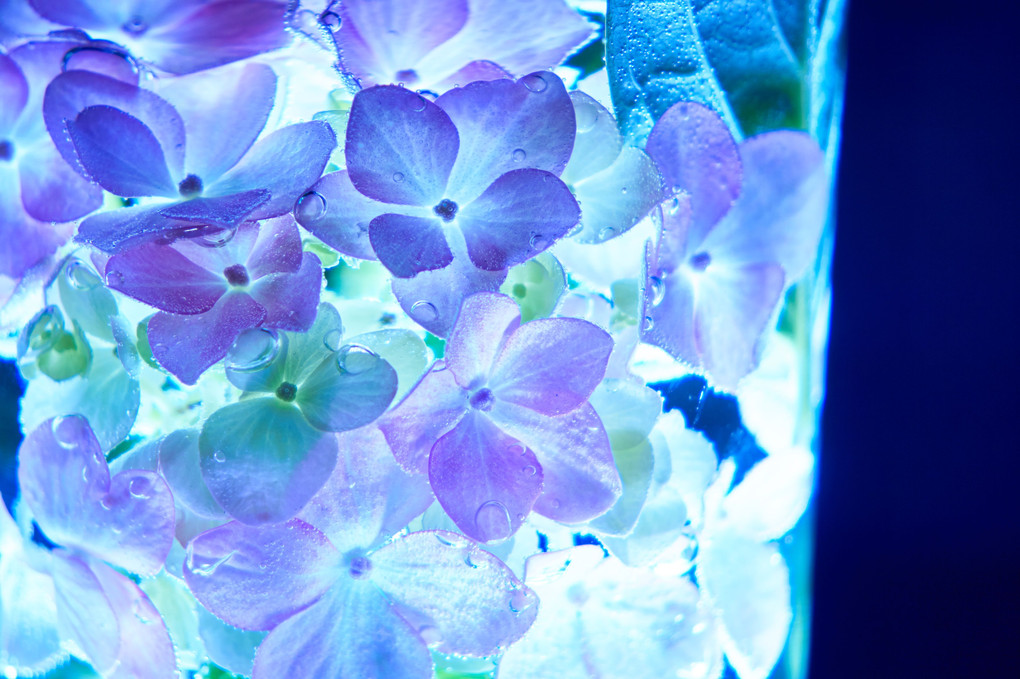 【闇にうかぶ幻夢】紫陽花は人魚になった夢をみる