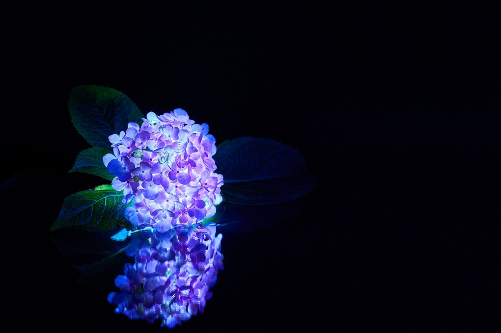  【闇にうかぶ幻夢】紫陽花は静かに輝く2018