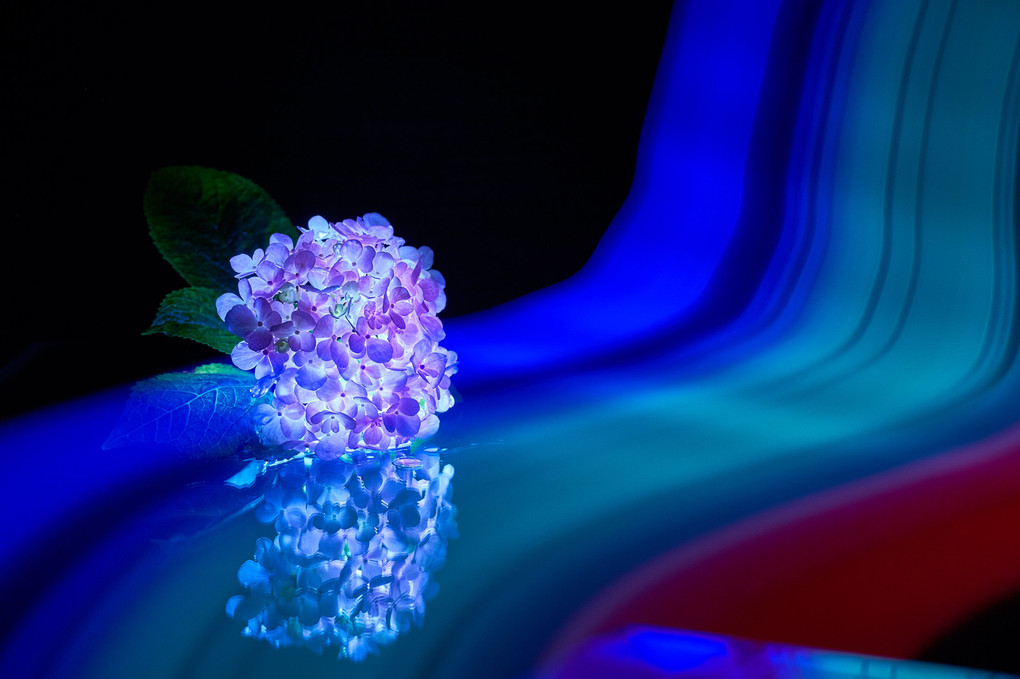 【闇にうかぶ幻夢】紫陽花は静かに輝く2018