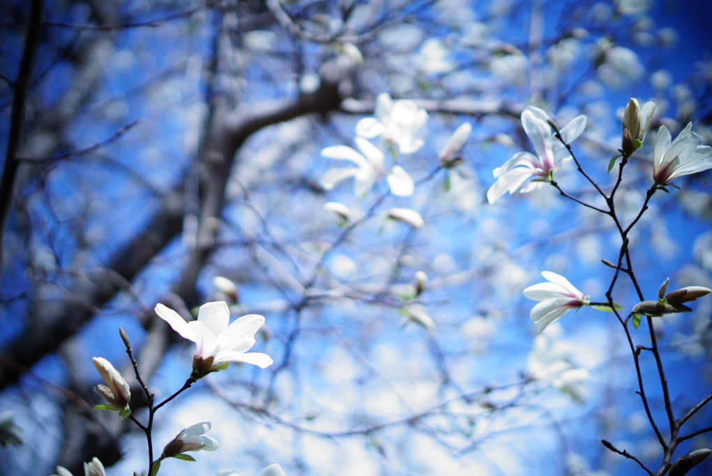 春の訪れ - こぶしの花