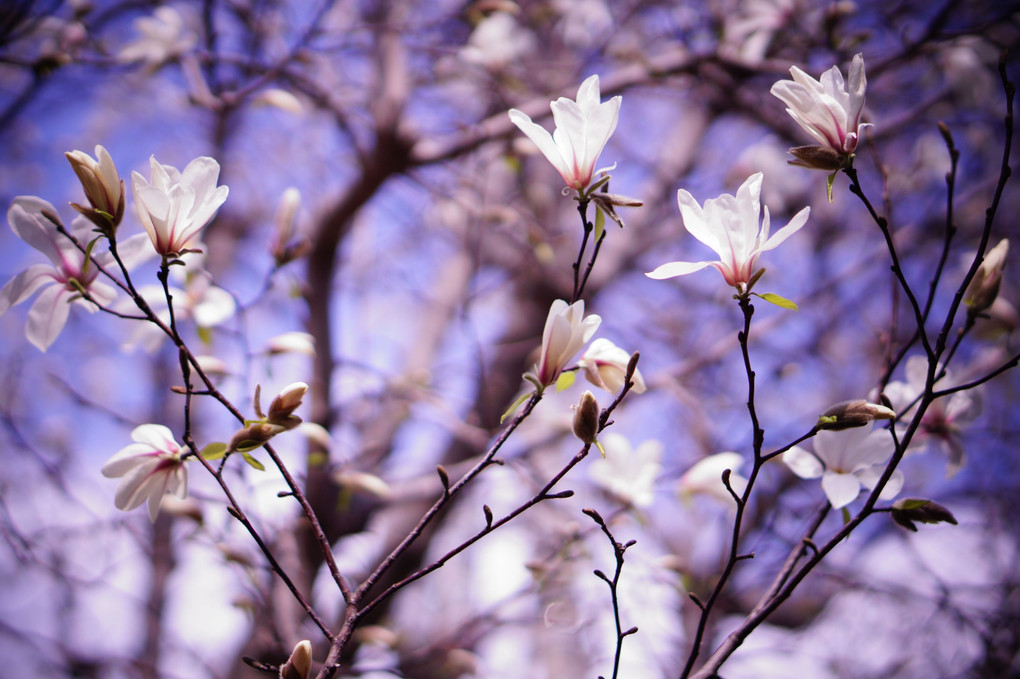 春の訪れ - こぶしの花