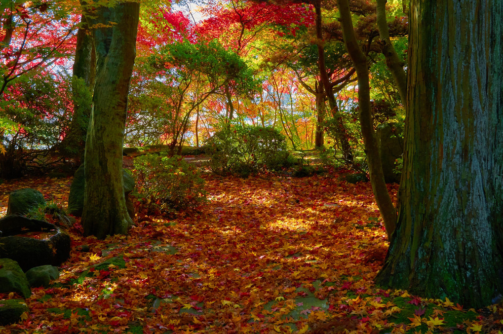 秋の日本庭園