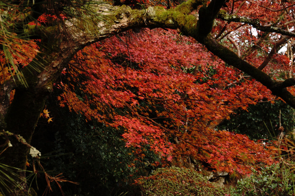石山寺の紅葉