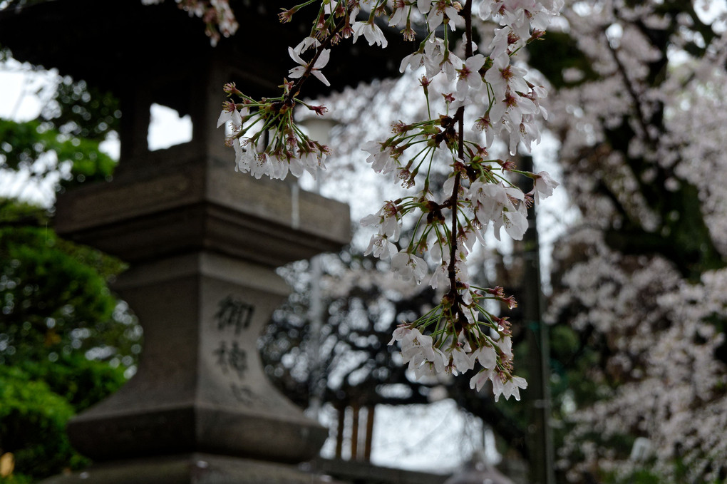 雨の日の櫻花