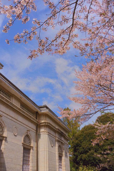 神宮徴古館の桜