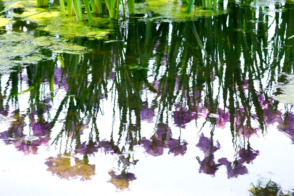 花菖蒲園の水中花
