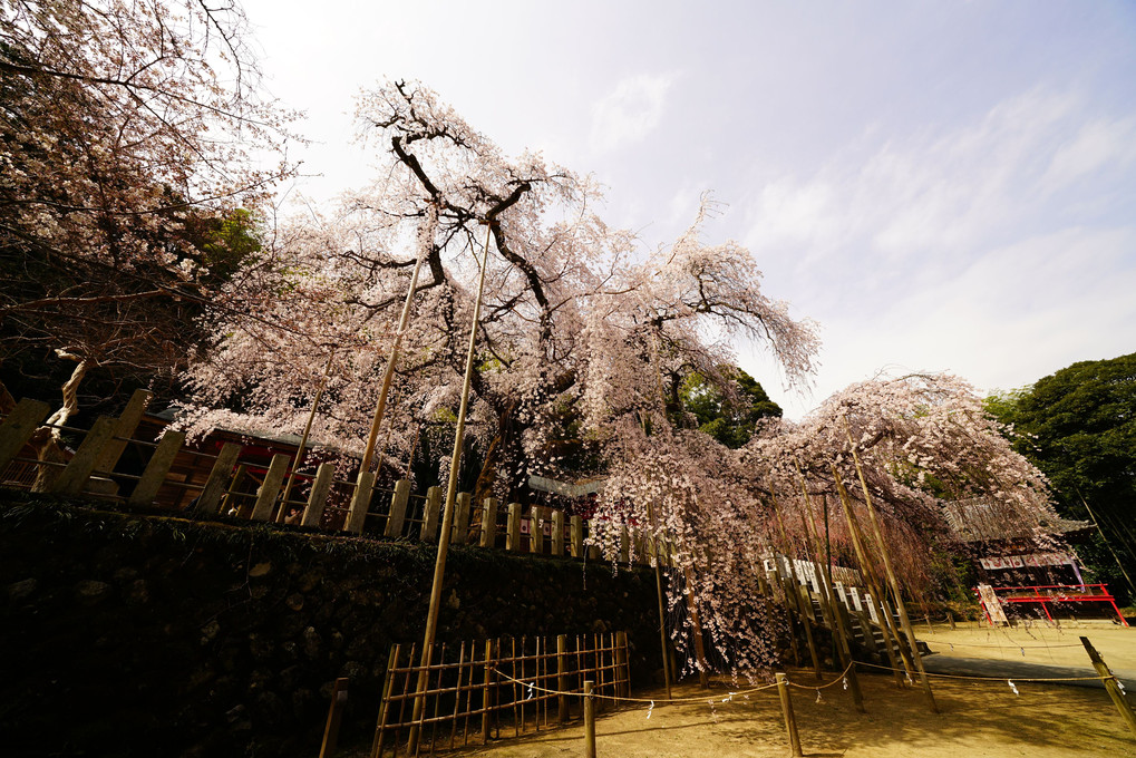 諏訪神社（いわき市小川町）のしだれ桜（２）