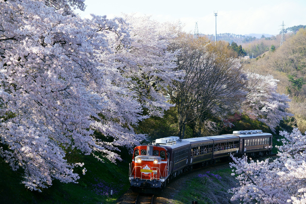 桜とトロッコ列車