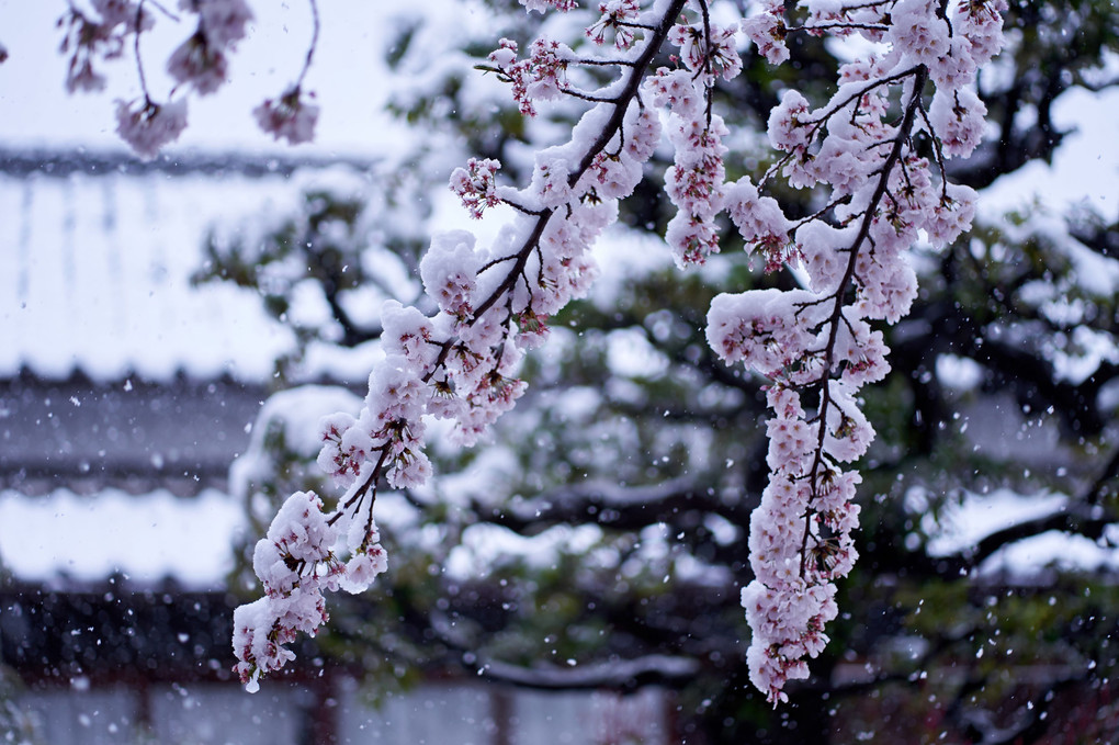 Tokyo Sakura Snow