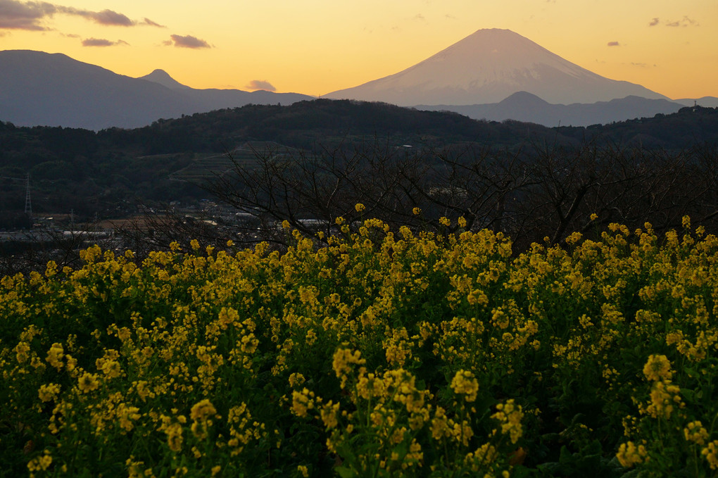 早咲きの菜の花と富士山