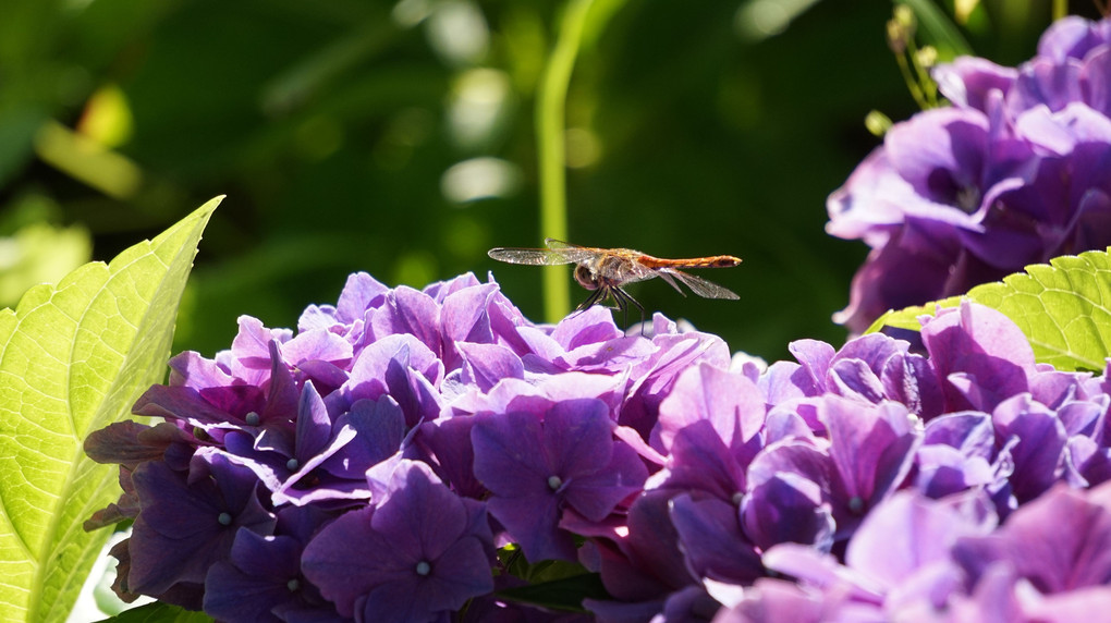 紫陽花と虫たち