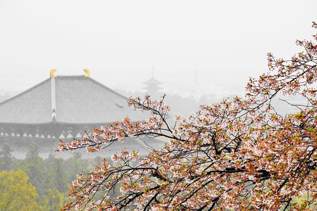 いにしへの　奈良の都のやま桜　けふ水煙の伽藍に…………　詠み人無精者