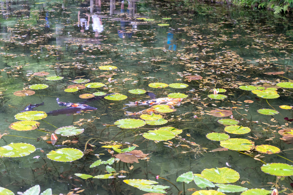 根道神社の、モネの池！紫陽花！