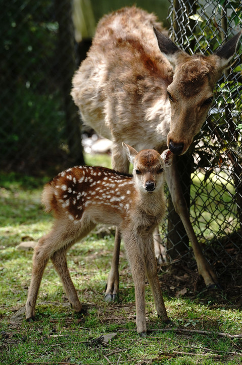 鹿の赤ちゃん