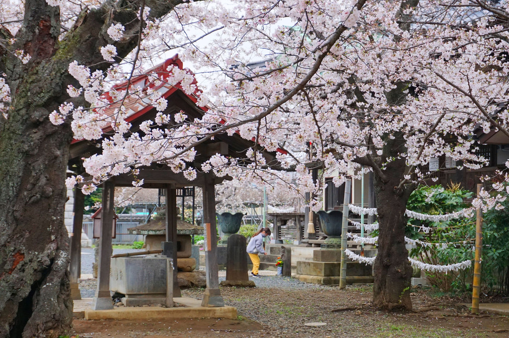 御瀧不動尊の桜