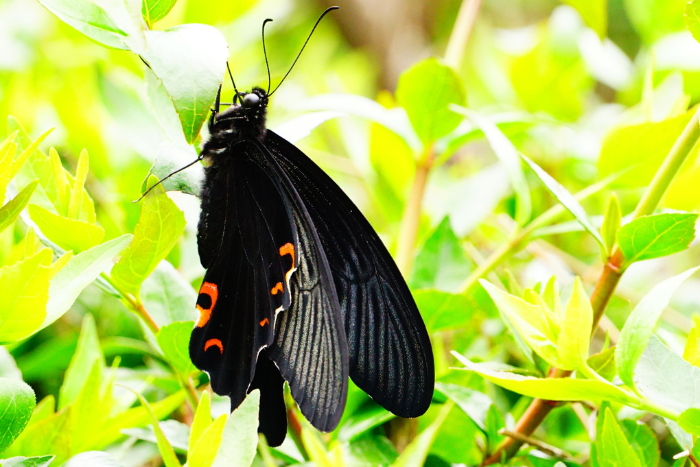 黒い蝶