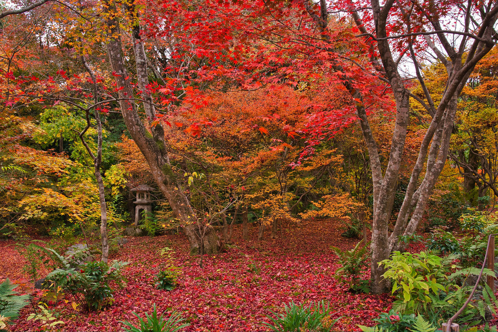 秋彩の宝筐院