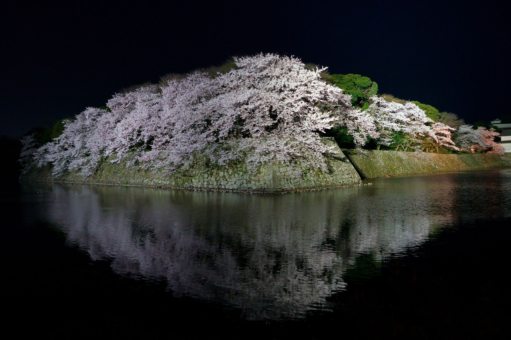 夜桜　彦根城