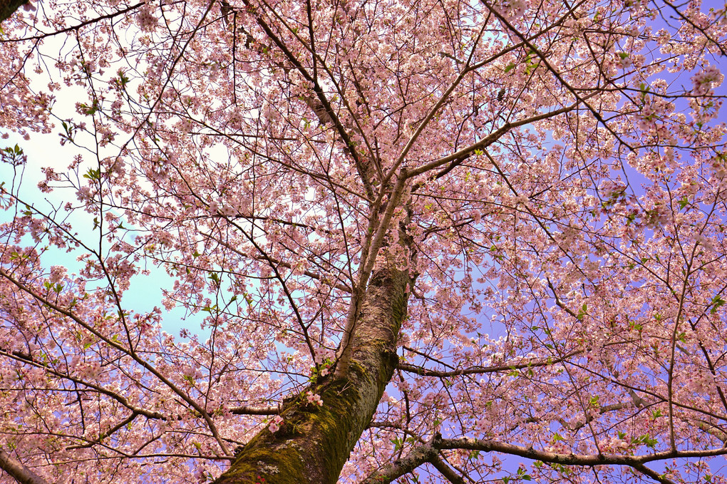 芽吹く桜たち