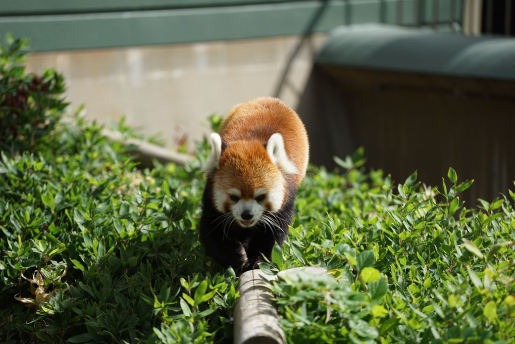 福岡市動物園  レッサーパンダ