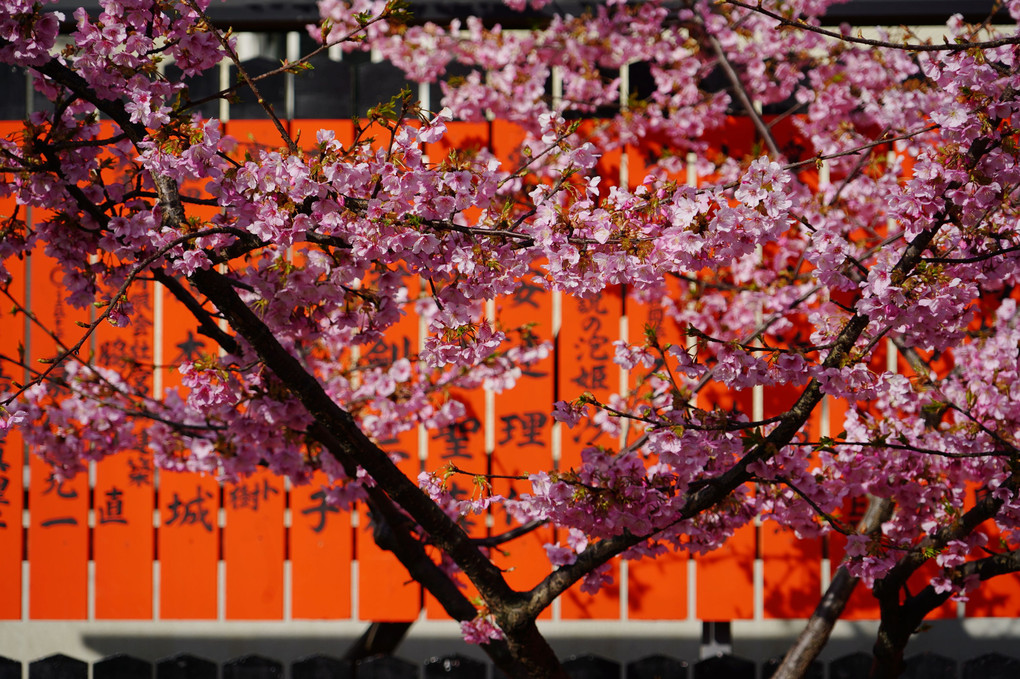 京のさくら散策 早咲きの桜 