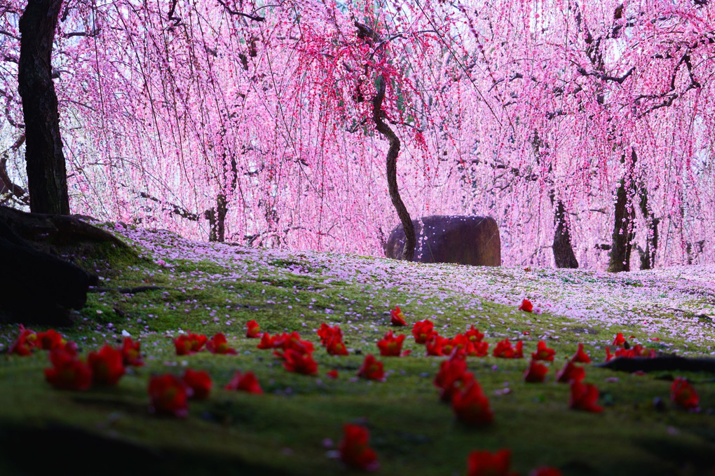 梅の花香る京都散策 城南宮