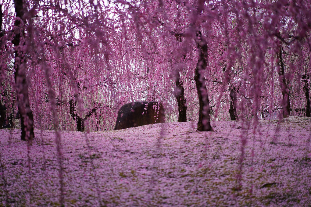梅の花香る京都散策 城南宮
