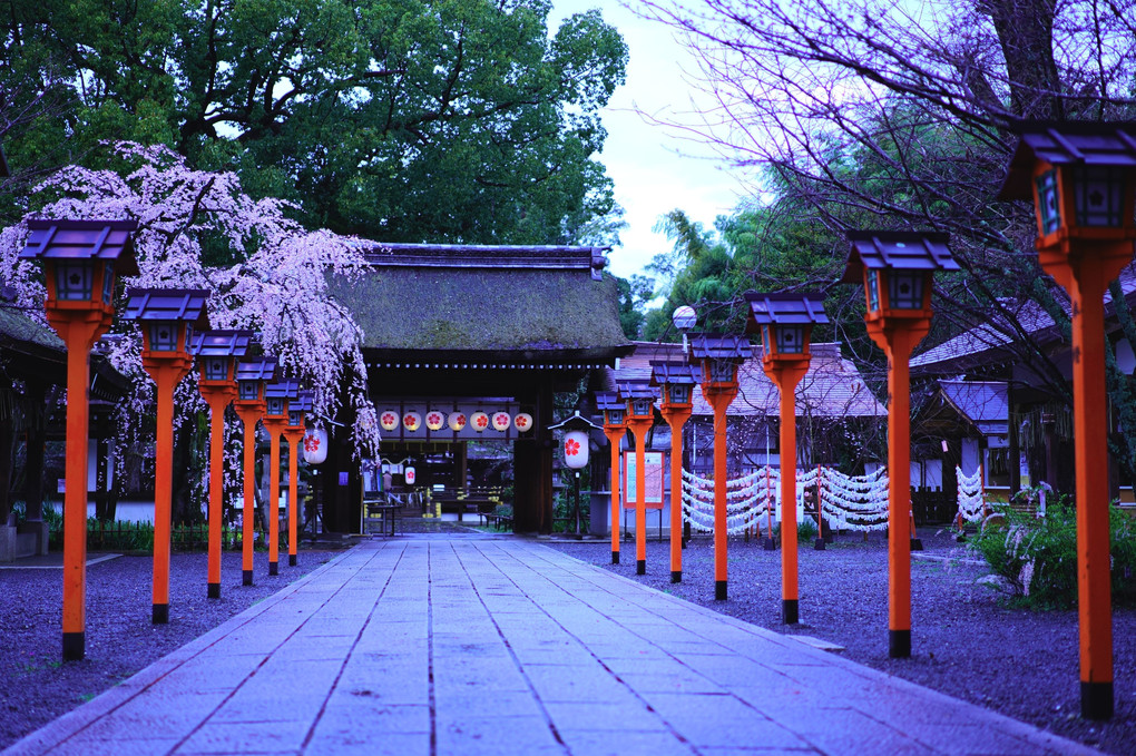 京都さくら散策